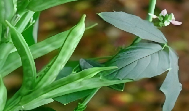 guar bean