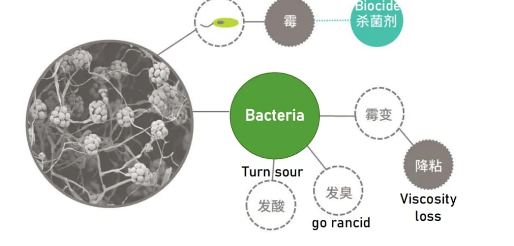 bacteria_impact_diagram