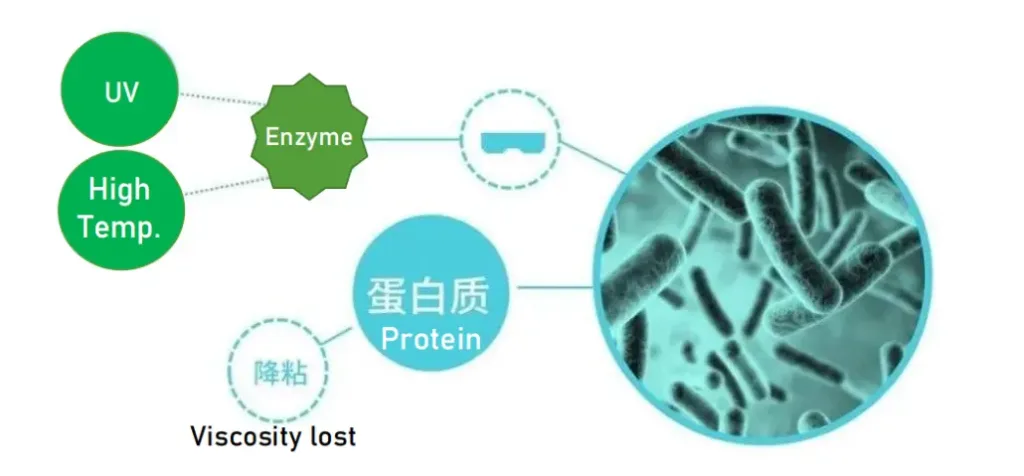 enzyme_protein_degradation_diagram