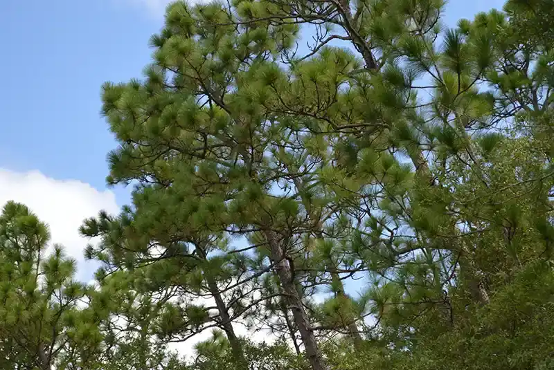 forest-trees-as-natural-source-of-cellulose-fiber