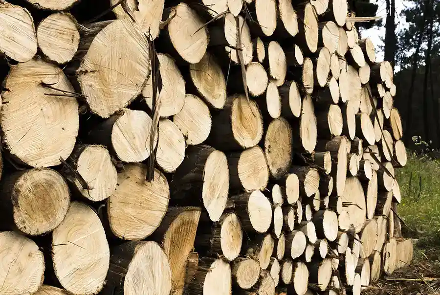 natural-wood-source-for-cellulose-fiber